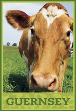 guernsey dairy cow guernsey dairy cow